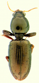 Dyschirius (Dyschiriodes) aratus Leconte, 1852 Dyschirius (Dyschiriodes) aratus Leconte, 1852