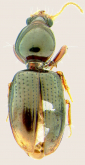 Dyschirius (Dyschiriodes) darlingtoni Kult, 1950 Dyschirius (Dyschiriodes) darlingtoni Kult, 1950