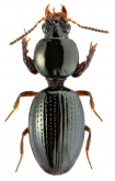 Dyschiriodes (Eudyschirius) globosus Herbst, 1784: 142 Dyschiriodes (Eudyschirius) globosus Herbst, 1784: 142