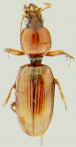 Dyschirius (Eudyschirius) interior Fall, 1922 Dyschirius (Eudyschirius) interior Fall, 1922