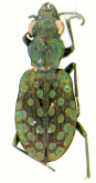 Elaphrus (Arctelaphrus) lapponicus lapponicus Gyllenhal, 1810: 8