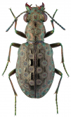 Elaphrus (Elaphroterus) angusticollis longicollis J. R. Sahlberg, 1880 Elaphrus (Elaphroterus) angusticollis longicollis J. R. Sahlberg, 1880