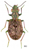 Elaphrus (Elaphrus) americanus Dejean, 1831 Elaphrus (Elaphrus) americanus Dejean, 1831