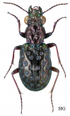 Elaphrus (Neoelaphrus) clairvillei Kirby, 1837 Elaphrus (Neoelaphrus) clairvillei Kirby, 1837