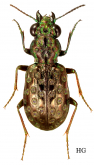 Elaphrus (Neoelaphrus) fuliginosus Say, 1830 Elaphrus (Neoelaphrus) fuliginosus Say, 1830