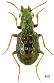 Elaphrus (Neoelaphrus) olivaceus LeConte, 1863 Elaphrus (Neoelaphrus) olivaceus LeConte, 1863