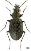 Elaphrus (Neoelaphrus) sugai Nakane, 1987: 171 Elaphrus (Neoelaphrus) sugai Nakane, 1987: 171