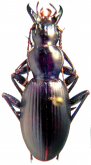 Eremosphodrus (Eremosphodrus) rotundicollis Reitter, 1894d: 122