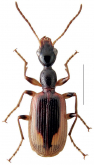 Eucolliuris flavomarginata Facchini, 2011 Eucolliuris flavomarginata Facchini, 2011
