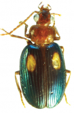 Pseudocalleida pahangensis Kirschenhofer, 2010