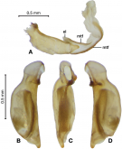 Formosiella flavomaculata (Shibata, 1964)