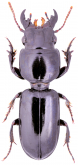 Geoscaptus cacus (Macleay, 1863) Geoscaptus cacus (Macleay, 1863)