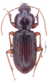 Graniger cordicollis Audinet-Serville, 1821 Graniger cordicollis Audinet-Serville, 1821