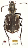Graphipterus albolineatus albolineatus