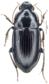 Harpalus (Cryptophonus) melancholicus Dejean, 1829 Harpalus (Cryptophonus) melancholicus Dejean, 1829