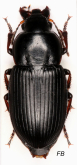 Harpalus (Harpalus) fuscicornis Menetries, 1832: 134