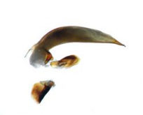 Harpalus (Harpalus) bungii Chaudoir, 1844: 451 Harpalus (Harpalus) bungii Chaudoir, 1844: 451