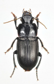 Harpalus (Harpalus) crates Bates, 1883: 239 Harpalus (Harpalus) crates Bates, 1883: 239
