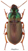 Harpalus (Harpalus) cupreus fastuosus Faldermann, 1836 Harpalus (Harpalus) cupreus fastuosus Faldermann, 1836