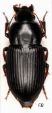 Harpalus (Harpalus) fuscicornis Menetries, 1832: 134 Harpalus (Harpalus) fuscicornis Menetries, 1832: 134
