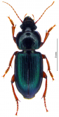 Harpalus (Harpalus) italus Schaum, 1860c: 583 Harpalus (Harpalus) italus Schaum, 1860c: 583