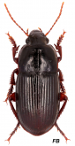 Harpalus (Harpalus) politus Dejean, 1829a: 370 Harpalus (Harpalus) politus Dejean, 1829a: 370