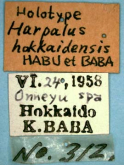 Harpalus (Harpalus) tarsalis Mannenheim, 1825: 28 Harpalus (Harpalus) tarsalis Mannenheim, 1825: 28