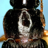 Harpalus (Pseudoophonus) azumai Habu, 1968 Harpalus (Pseudoophonus) azumai Habu, 1968