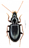 Incagonum hiekei Allegro, Giachino & Moret, 2016 Incagonum hiekei Allegro, Giachino & Moret, 2016