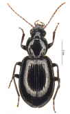 Incagonum lucidum Allegro, Giachino & Moret, 2016 Incagonum lucidum Allegro, Giachino & Moret, 2016