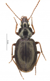 Incagonum opacum Allegro, Giachino & Moret, 2016 Incagonum opacum Allegro, Giachino & Moret, 2016