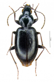 Incagonum peruvianum Allegro, Giachino & Moret, 2016 Incagonum peruvianum Allegro, Giachino & Moret, 2016