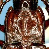 Yukihikous minobusanus Habu, 1978 Yukihikous minobusanus Habu, 1978