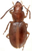 Kenyacus pusillus Kataev, 2019