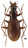 Laemostenus (Antisphodrus) schreibersii (Kuster, 1846)