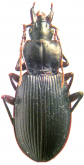 Laemostenus (Pristonychus) turkestanicus Semenov, 1891
