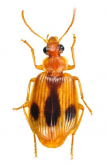 Lebia (Poecilothais) calycophora Schmidt-Goebel, 1846: 44
