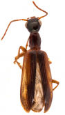 Leptotrachelus dorsalis (Fabricius, 1801)