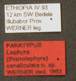 Lophyra (Stenolophyra) canaliculata Werner, 1993