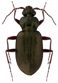 Loricera (Loricera) decempunctata Eschscholtz, 1833 Loricera (Loricera) decempunctata Eschscholtz, 1833