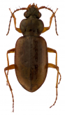 Loricera (Loricera) foveata LeConte, 1851 Loricera (Loricera) foveata LeConte, 1851