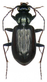 Loricera (Loricera) pilicornis Fabricius, 1775: 293 (Carabus)