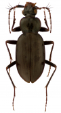 Loricera (Loricera) rotundicollis Chaudoir, 1863 Loricera (Loricera) rotundicollis Chaudoir, 1863