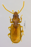 Lymnastis galilaeus Piochard de la Brullerie, 1876 Lymnastis galilaeus Piochard de la Brullerie, 1876