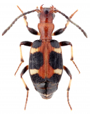 Mastax histrio (Fabricius, 1801) Mastax histrio (Fabricius, 1801)