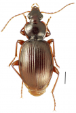 Mecyclothorax altiusculoides Perrault, 1987