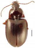Mecyclothorax brevipennis Perrault, 1984