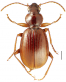 Mecyclothorax fosbergioides Perrault, 1988