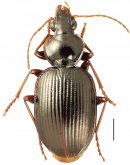 Mecyclothorax paraltiusculus Perrault, 1988