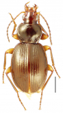 Mecyclothorax tahitiensis Perrault, 1978